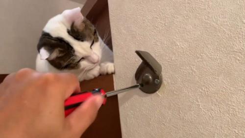 覗き込む豆大福くん