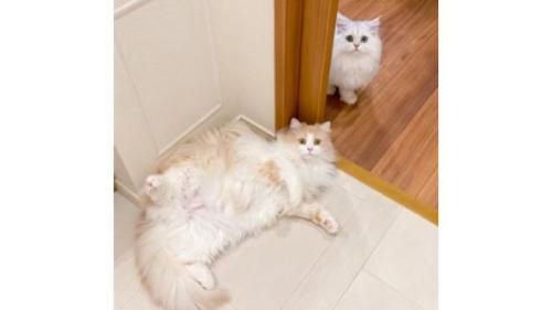 寝転がっている猫