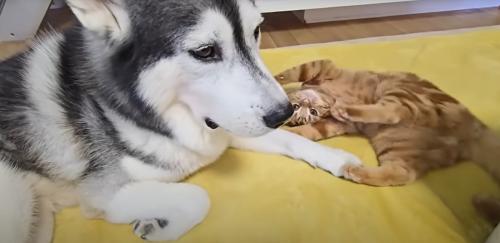 犬と子猫