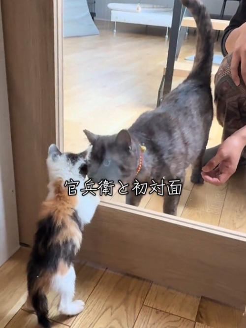 ガラス越しに対面する成猫と子猫