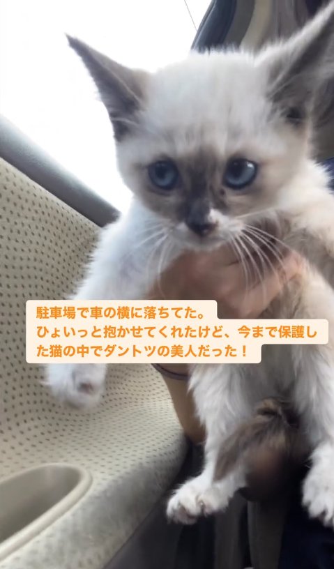 片手で抱っこされて車の中にいる子猫