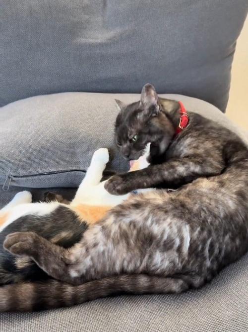 黒猫に毛づくろいされる三毛猫