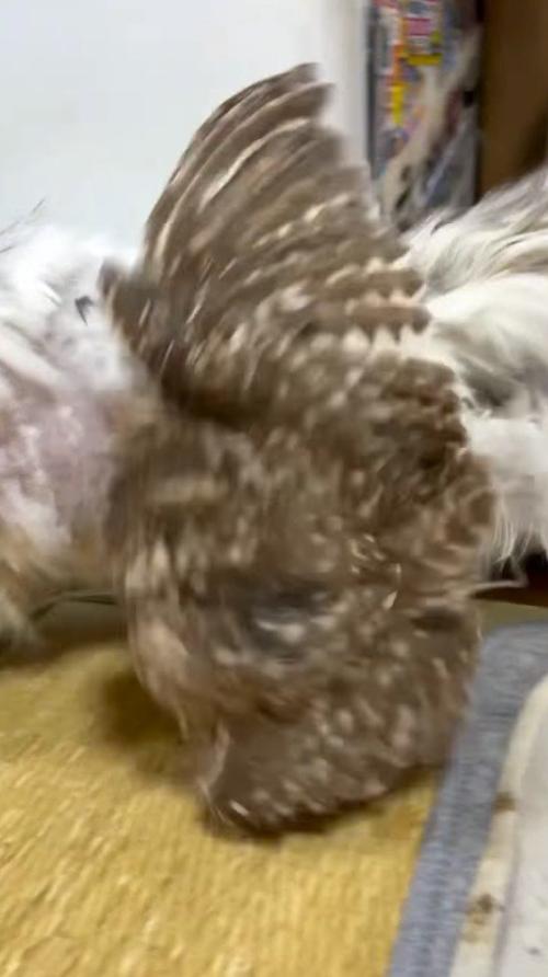 バランスを崩して猫の背中から落ちるフクロウ