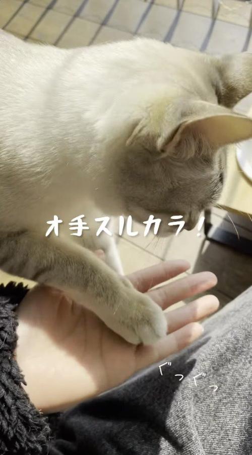 飼い主の手に自分の手を乗せる猫