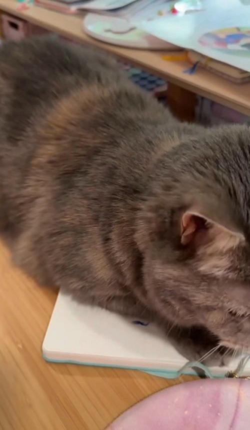 ノートの上に寝そべる猫