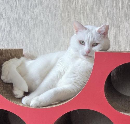 寄りかかっている白猫