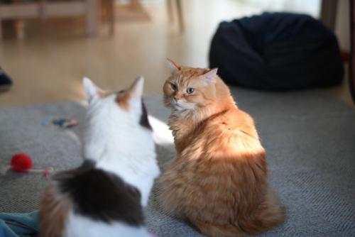 見合う猫