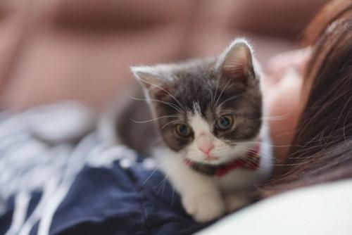 飼い主と子猫