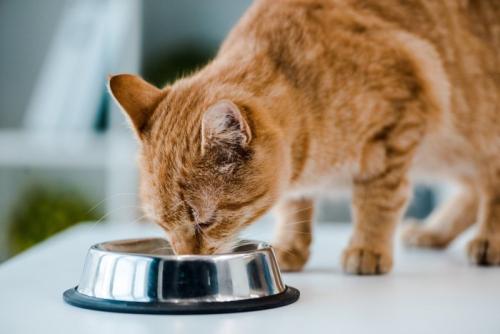 ごはんを食べる猫