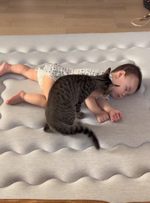 お昼寝中の赤ちゃんと猫