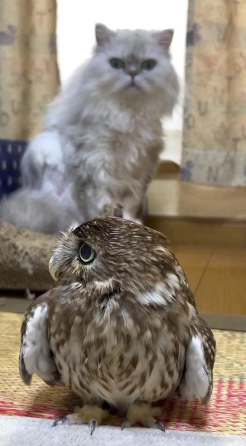 周りを見渡すフクロウ