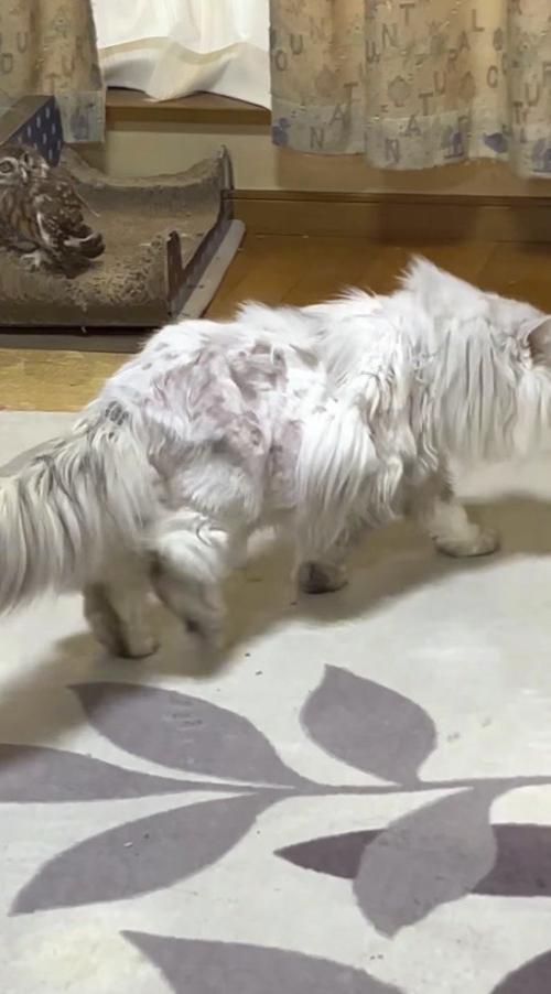 猫に視線を向けるフクロウ