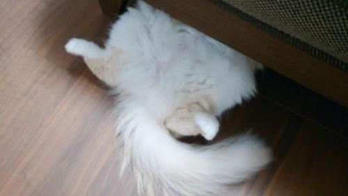 ヘソ天している猫