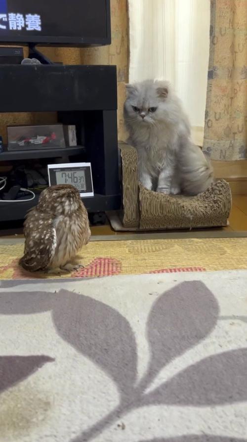 見つめ合う猫とフクロウ