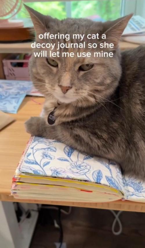 ノートに乗る猫