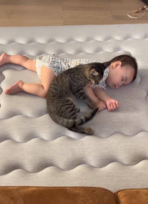 隣に腰を下ろす猫