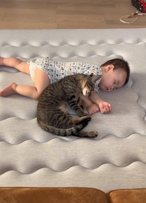 頭を擦り寄せる猫