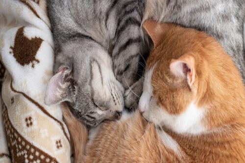 眠る猫達