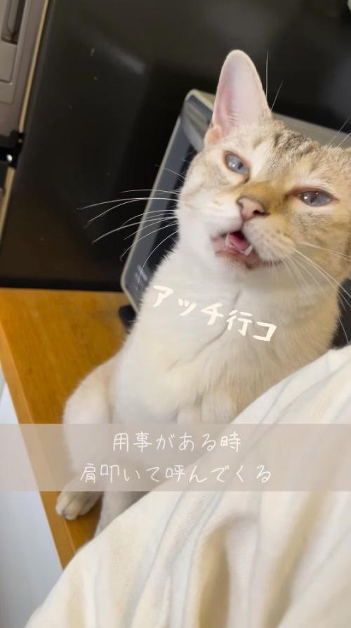 飼い主に鳴き声をあげる猫