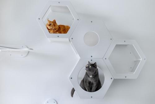 猫の基地