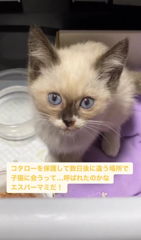 水とご飯が入ったお皿の近くにいる子猫