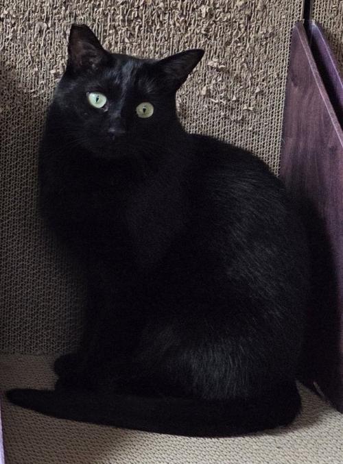 座っている黒猫