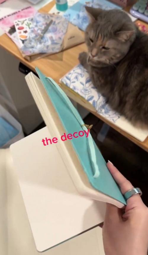 閉じかけたノートと猫