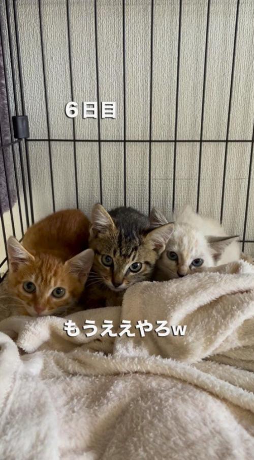 警戒した様子でカメラを見つめる子猫たち