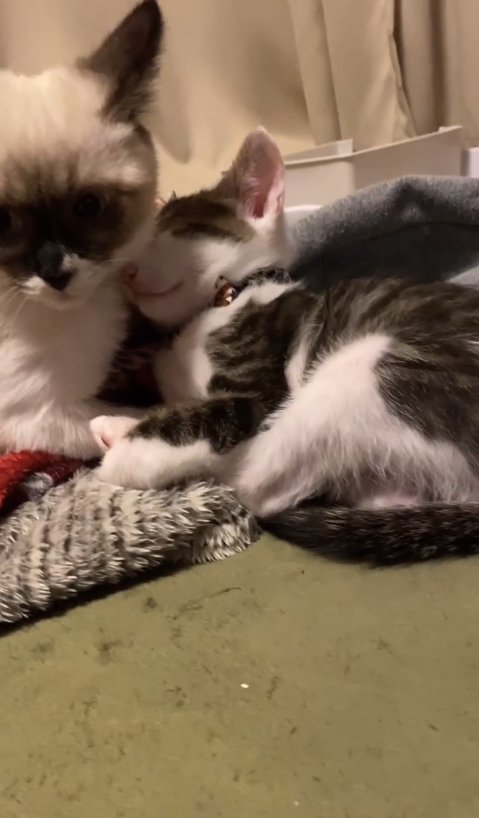 シャムミックスの子猫に寄り添って眠る子猫