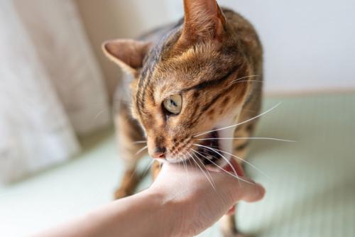 手の甲に噛みつく猫