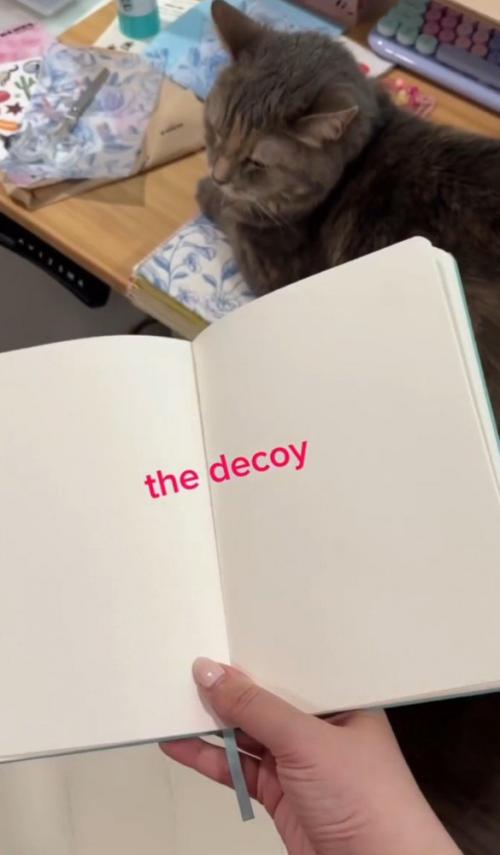 開いたノートと猫