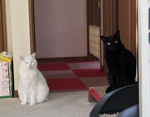 座っている黒猫と白猫