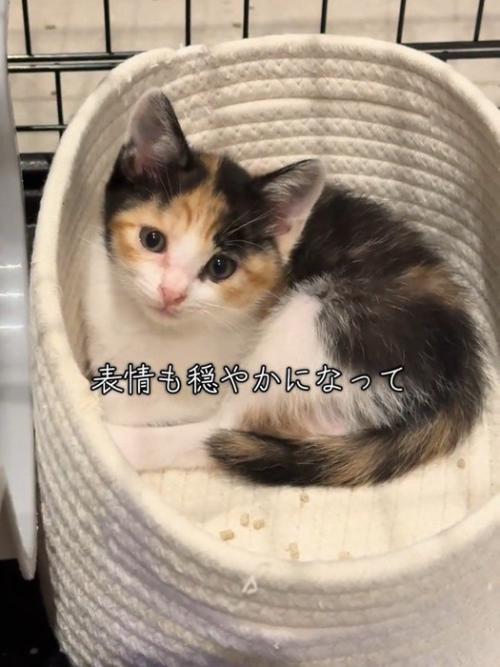 猫ベッドの中にいる子猫