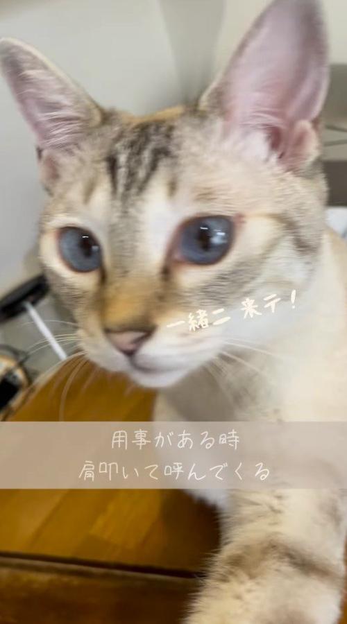 飼い主の肩に前足を乗せて、飼い主を見つめる猫