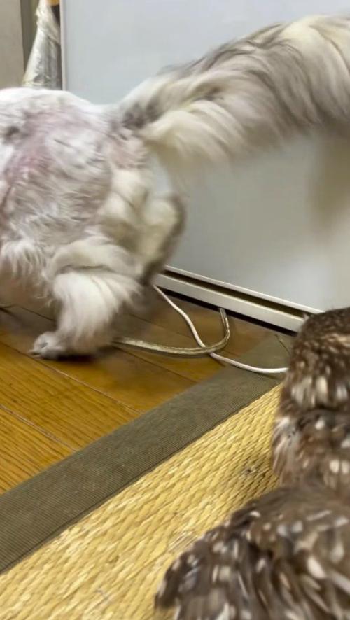 猫の背中を見つめるフクロウ