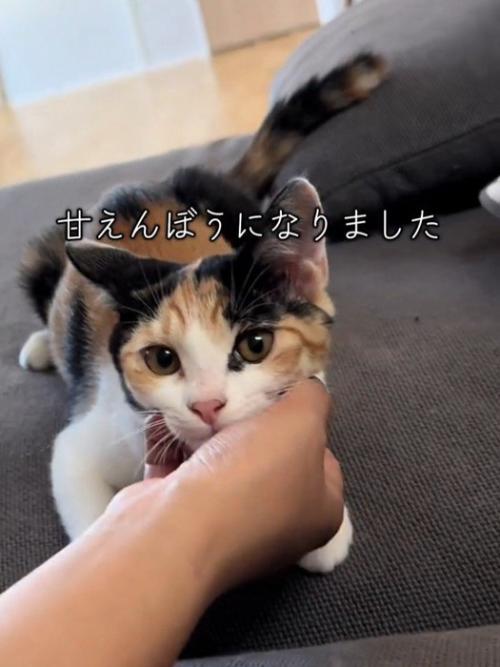 顔をなでられる猫