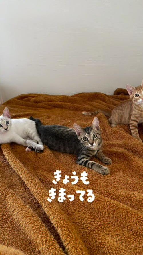 毛布の上でカメラを見つめる3匹の子猫