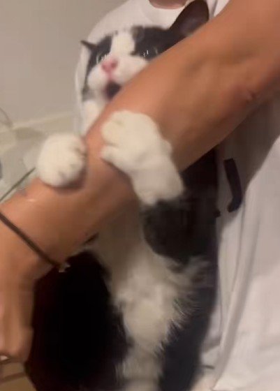 離そうとする飼い主の腕をつかむ猫