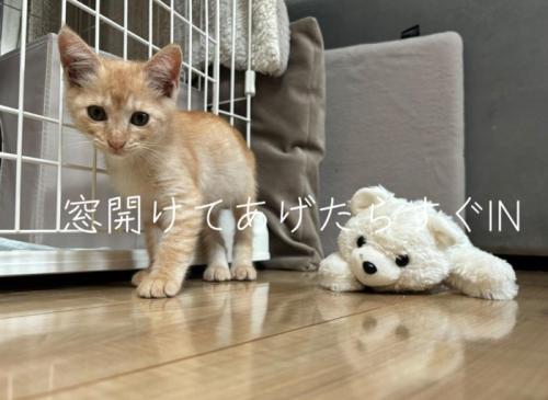 ケージの前の子猫