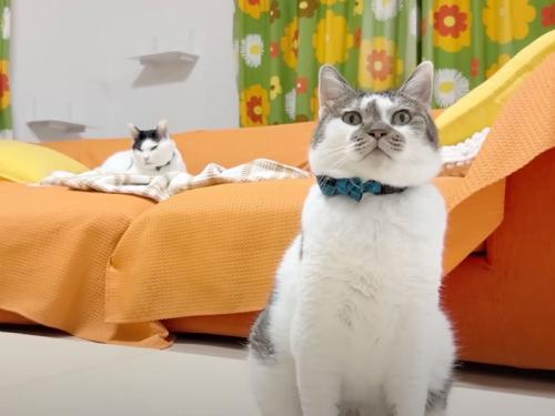 リビングの猫たち