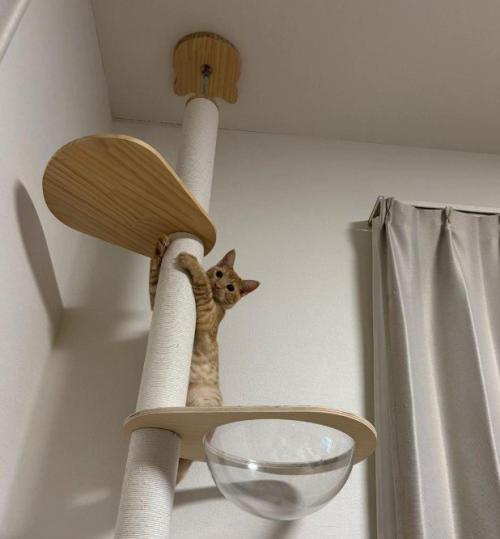 キャットタワーに登る猫