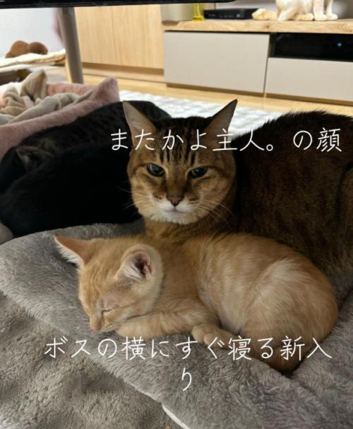 一緒に寝る2匹の猫