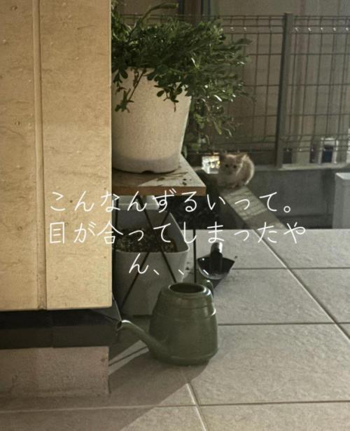 家の外にいる子猫