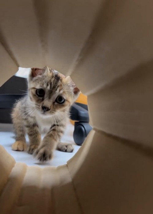 子猫