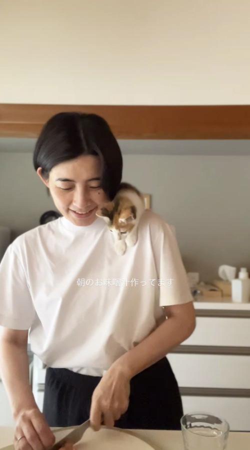 食材を切る女性の手元を見つめる子猫