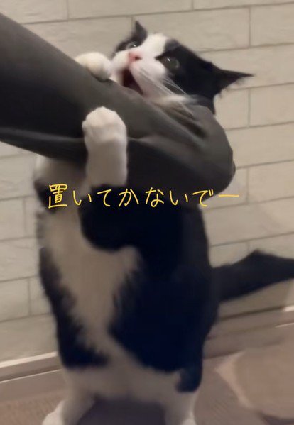 飼い主に懇願する猫