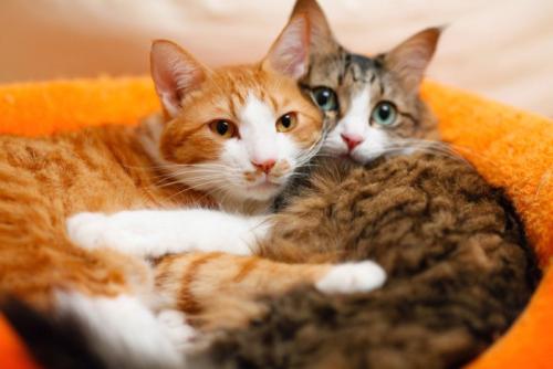 抱き合う猫