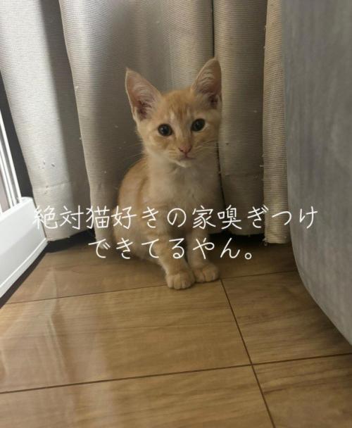 カーテンの前の子猫