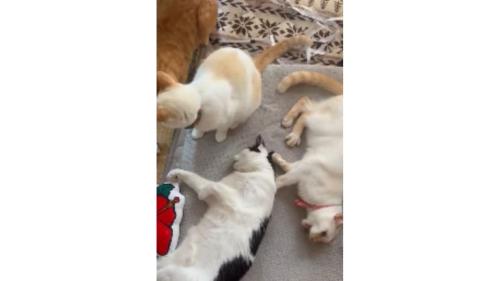 集まっている猫たち