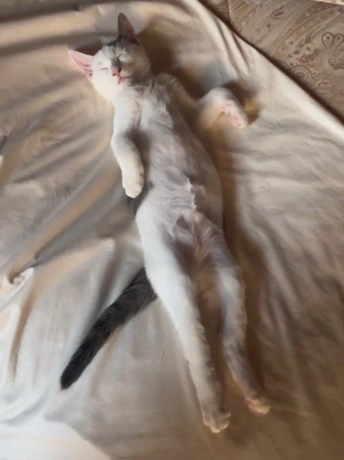 仰向けの猫